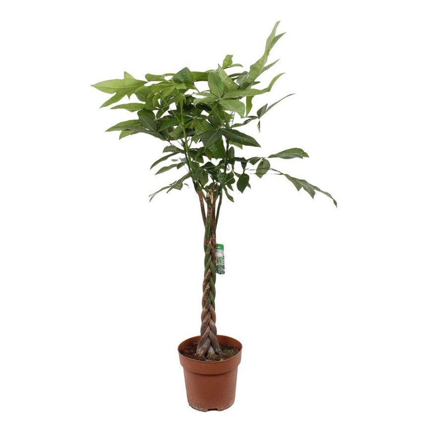 Homebase House Plants | Pachira Aquatica 27Cm Pot