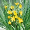 Homebase Perennial Plants | Alpine Collection - 9Cm