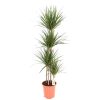 Homebase House Plants | Dracaena Marginata (4 Stems) - 27Cm Pot