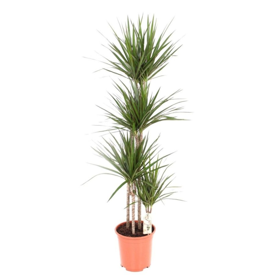 Homebase House Plants | Dracaena Marginata (4 Stems) - 27Cm Pot