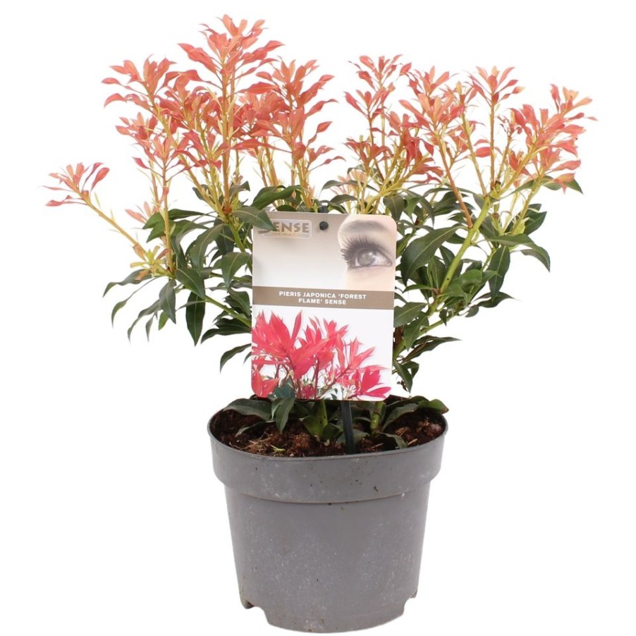 Homebase Shrub, Trees & Roses | Pieris 'Forest Flame' - 17Cm