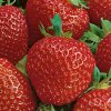 Homebase Grow Your Own | Strawberry Elsanta - 6 Pack