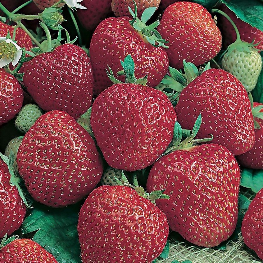 Homebase Grow Your Own | Strawberry Elsanta - 6 Pack