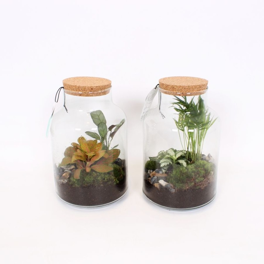 Homebase House Plants | Terrarium Arrangement 17 Cm