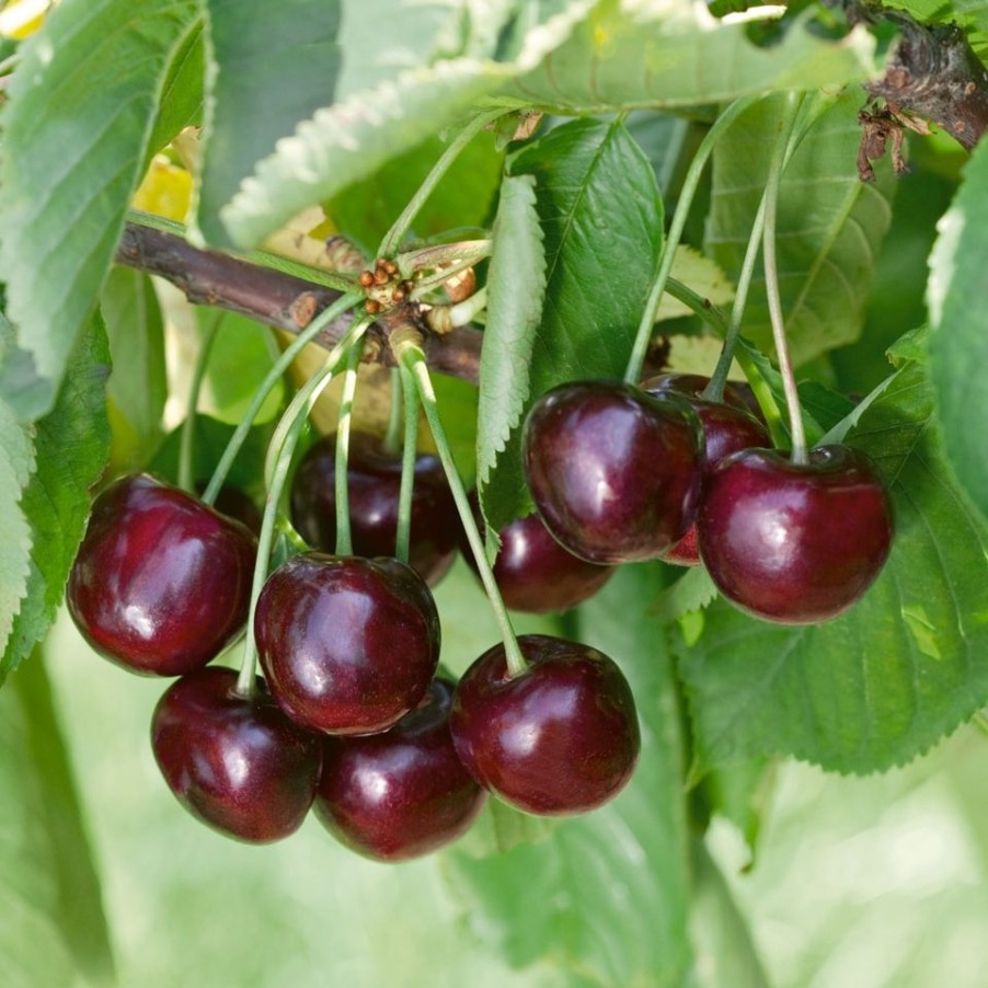 Homebase Grow Your Own | Fruit Tree Cherry 'Morello' - 7.5L