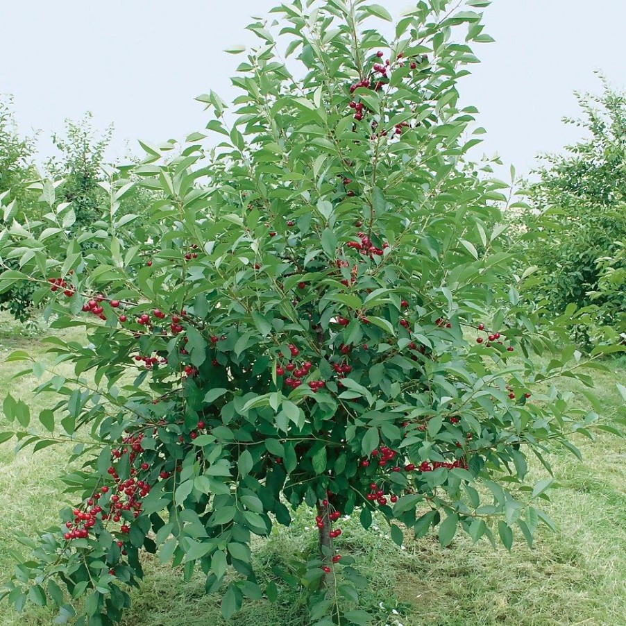 Homebase Grow Your Own | Fruit Tree Cherry 'Morello' - 7.5L