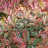 Homebase Shrub, Trees & Roses | Photinia X Fraseri Pink Marble - 9L Bush