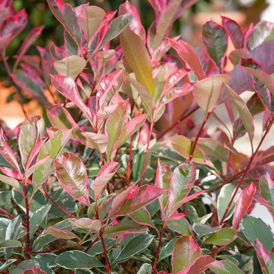 Homebase Shrub, Trees & Roses | Photinia X Fraseri Pink Marble - 9L Bush