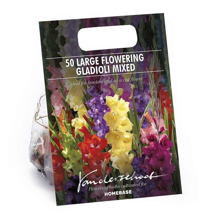 Homebase Summer Flowering Bulbs | Gladiolus Bright Mixed