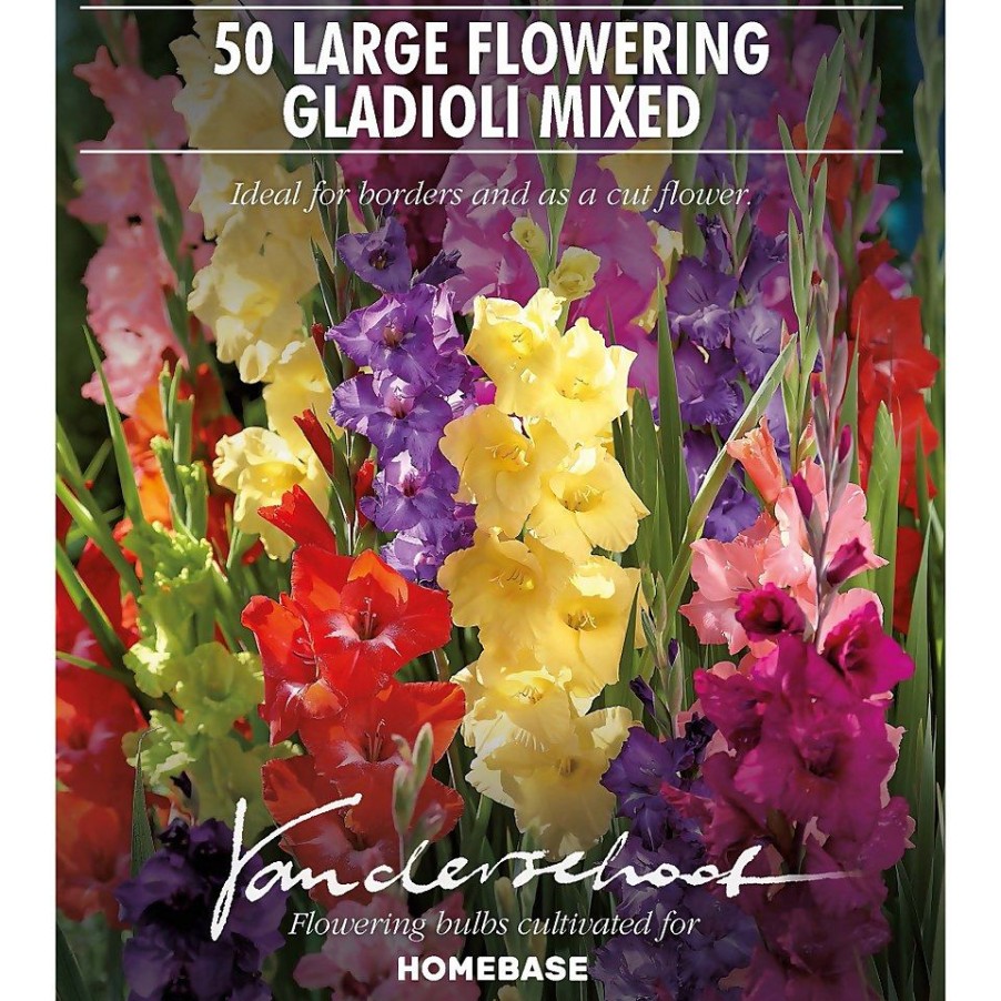 Homebase Summer Flowering Bulbs | Gladiolus Bright Mixed