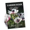 Homebase Summer Flowering Bulbs | Anemone Bicolor