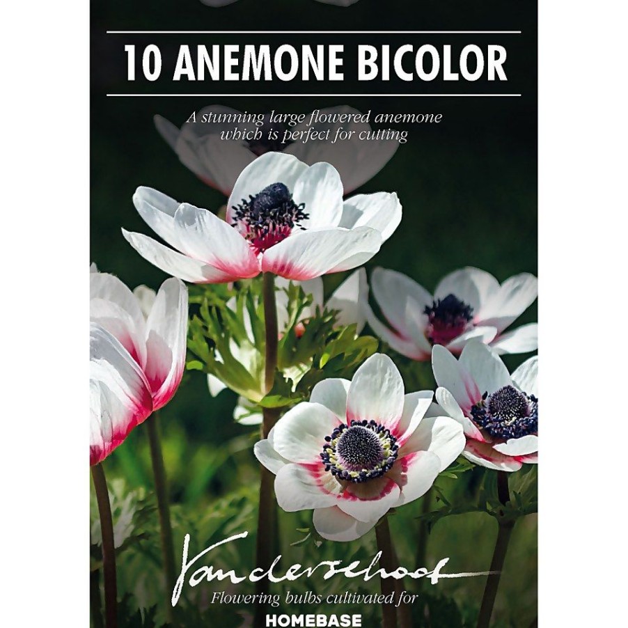 Homebase Summer Flowering Bulbs | Anemone Bicolor