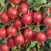 Homebase Grow Your Own | Soft Fruit Gooseberry 'Hinnonmaki' Mix - 2L