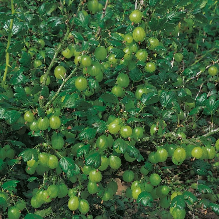 Homebase Grow Your Own | Soft Fruit Gooseberry 'Hinnonmaki' Mix - 2L