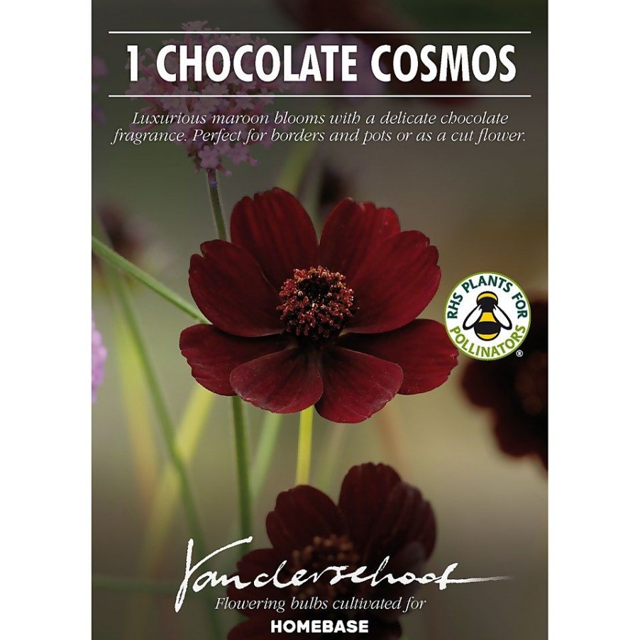 Homebase Summer Flowering Bulbs | Chocolate Cosmos Flower Bulb