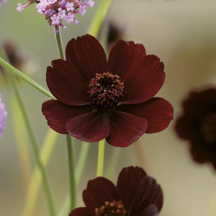 Homebase Summer Flowering Bulbs | Chocolate Cosmos Flower Bulb