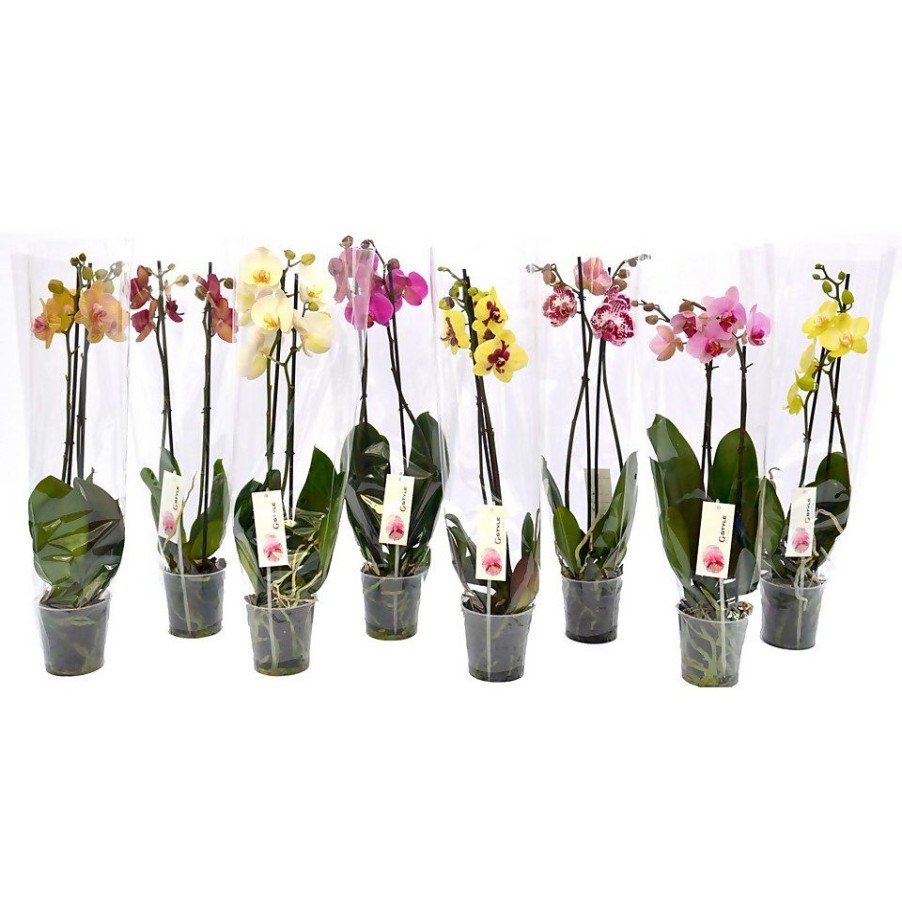 Homebase House Plants | 2 Stem Moth Orchid In 12Cm Pot