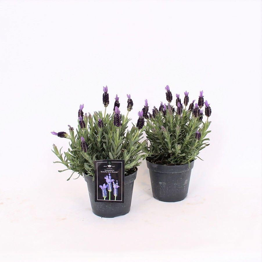 Homebase Shrub, Trees & Roses | Lavandula Stoechas Butterfly Giant Summer (French Lavender) - 15Cm