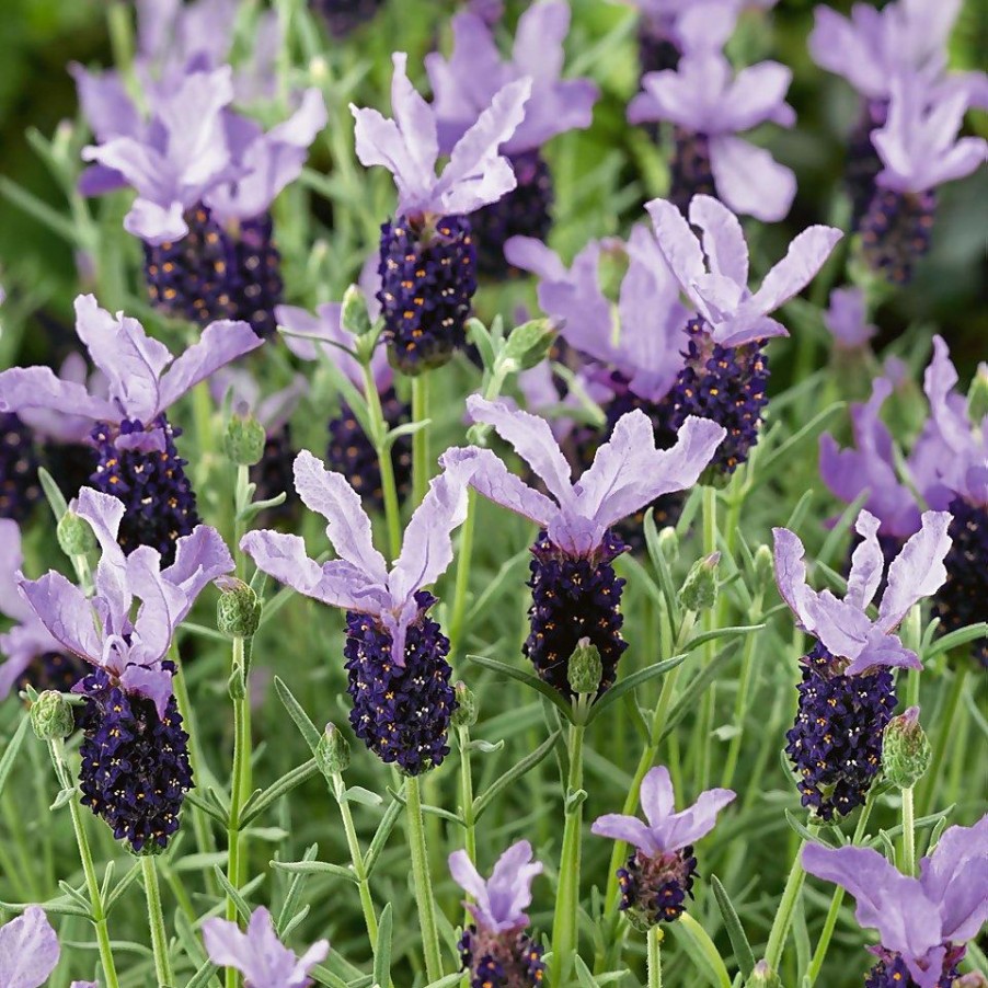 Homebase Shrub, Trees & Roses | Lavandula Stoechas Butterfly Giant Summer (French Lavender) - 15Cm