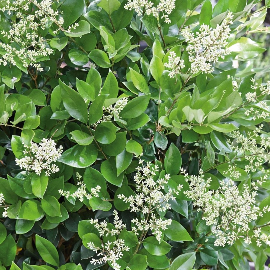 Homebase Shrub, Trees & Roses | Ligustrum Japonicum Texanum - 9L Bush