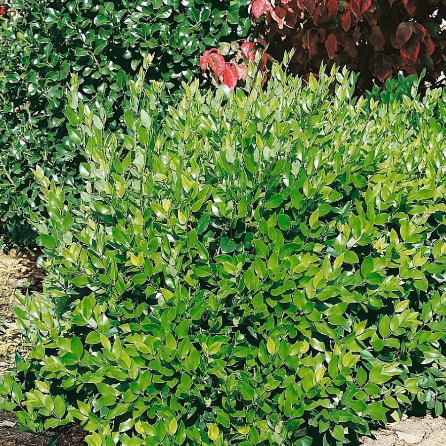 Homebase Shrub, Trees & Roses | Ligustrum Japonicum Texanum - 9L Bush