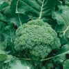 Homebase Grow Your Own | Vegetable Strip Broccoli Marathon