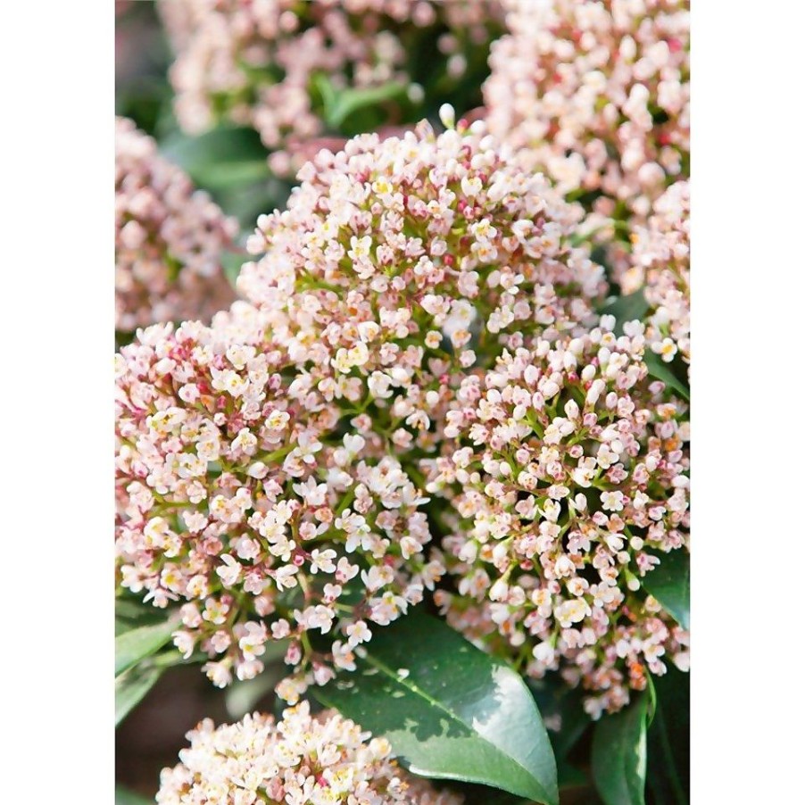 Homebase Shrub, Trees & Roses | Skimmia Japonica Rubella 23Cm