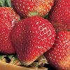 Homebase Grow Your Own | Strawberry Cambridge Favourite - 6 Pack