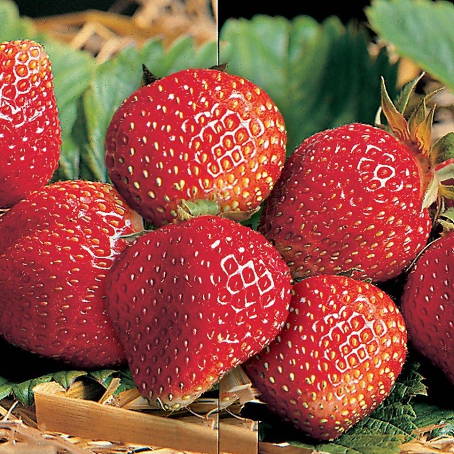 Homebase Grow Your Own | Strawberry Cambridge Favourite - 6 Pack