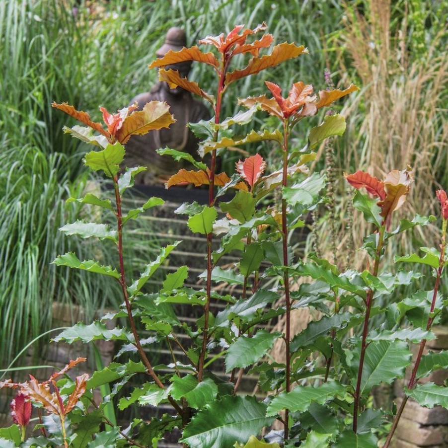 Homebase Shrub, Trees & Roses | Photinia X Fraseri Red Vulcano - 5L Bush