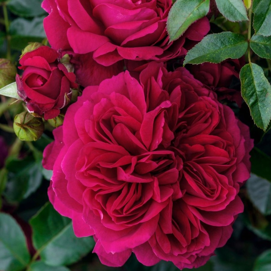 Homebase Shrub, Trees & Roses | Rose Shrub Purple Mix - 4.5L