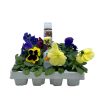 Homebase Bedding Plants | Bedding Plants Selection 24 Pack Spring