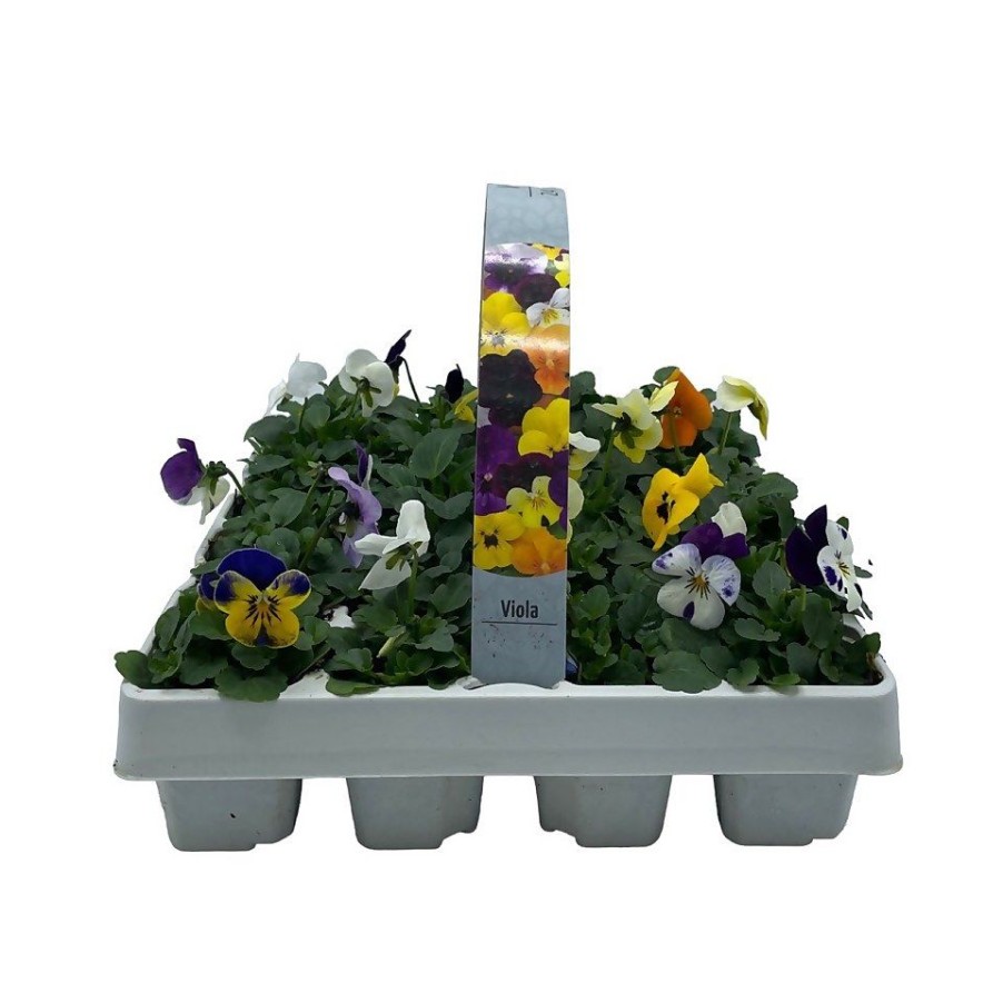 Homebase Bedding Plants | Bedding Plants Selection 24 Pack Spring