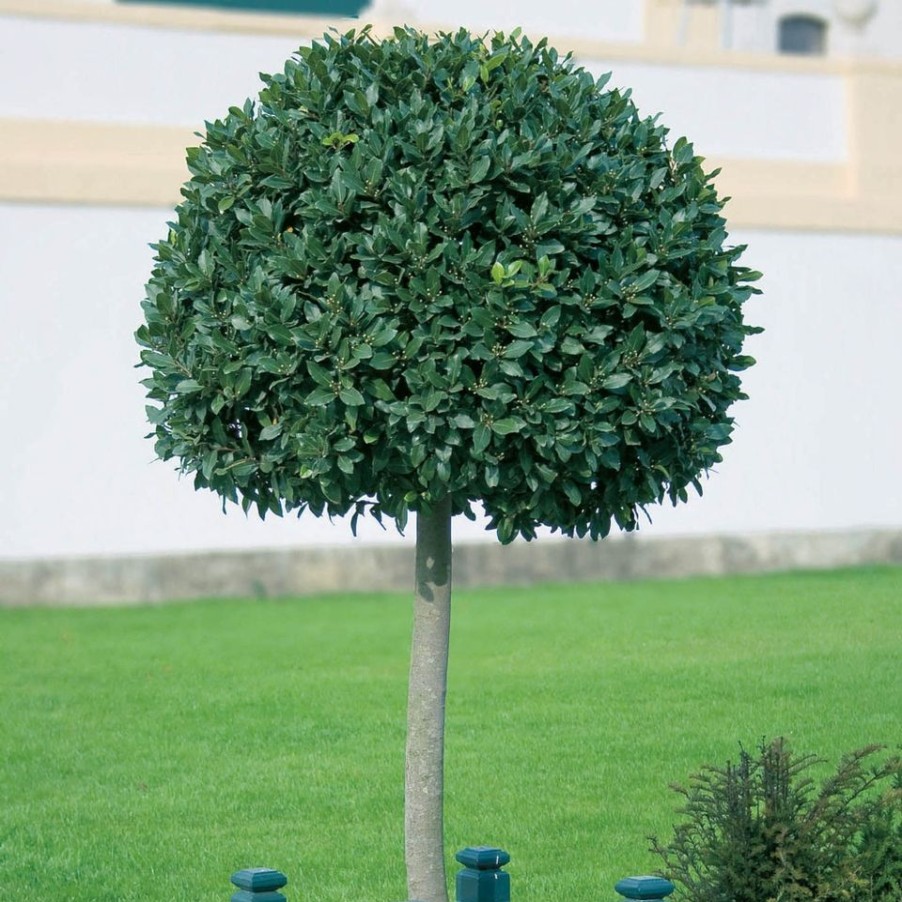 Homebase Specimen Plants | Bay Tree Laurus Nobilis - 28Cm Three Quarter Standard