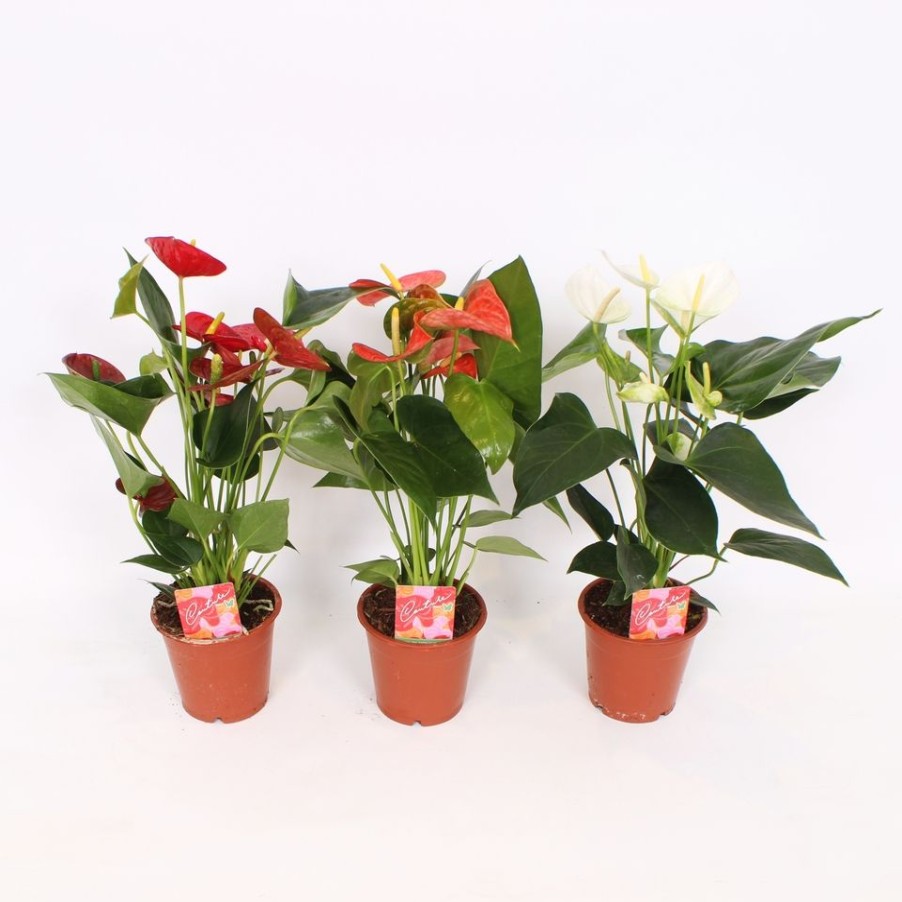 Homebase House Plants | Anthurium Mix - 12Cm