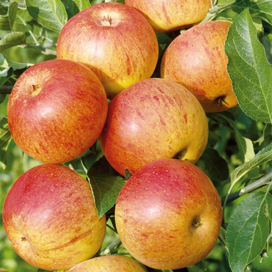 Homebase Grow Your Own | Fruit Tree Apple 'Cox'S Orange Pippin' - 7.5L