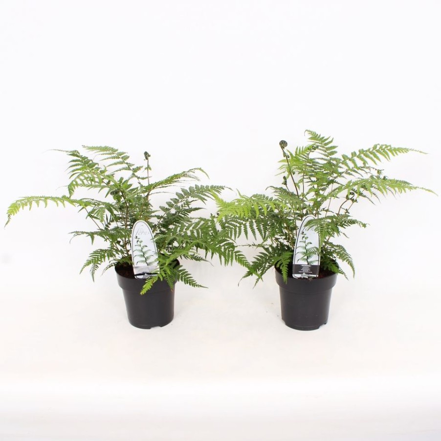 Homebase Perennial Plants | Small Soft Tree Fern (Dicksonia Antarctica) - 15Cm