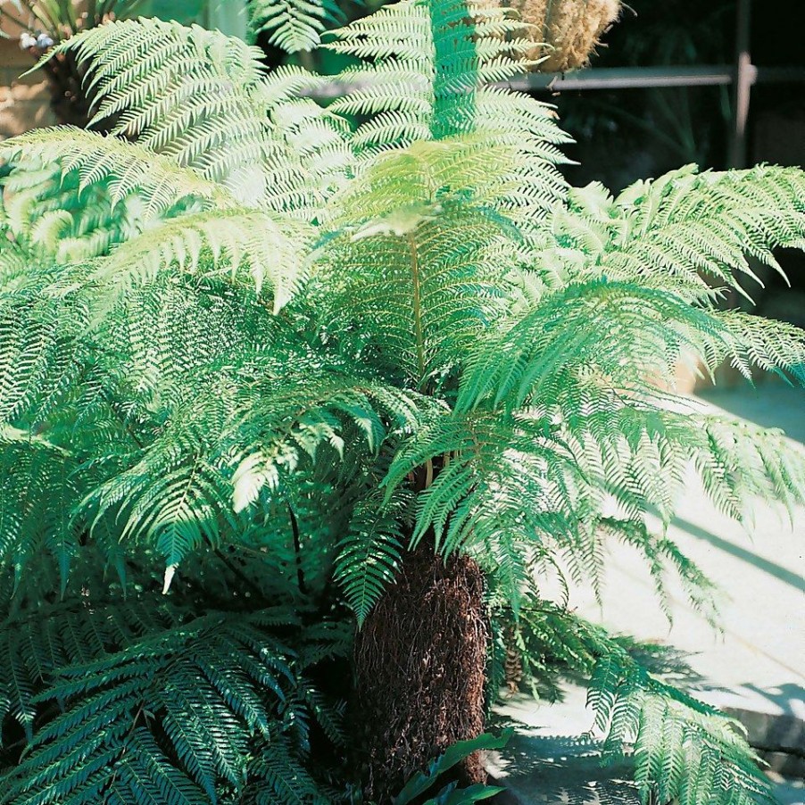 Homebase Perennial Plants | Small Soft Tree Fern (Dicksonia Antarctica) - 15Cm