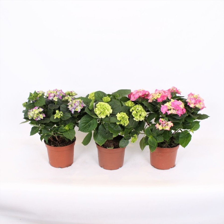 Homebase Shrub, Trees & Roses | Hydrangea Macrophylla Mix - 19Cm