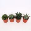 Homebase House Plants | Haworthia In 8.5Cm Pot