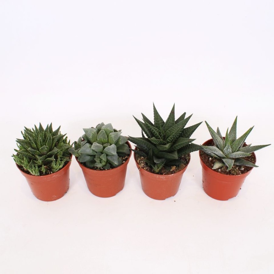 Homebase House Plants | Haworthia In 8.5Cm Pot