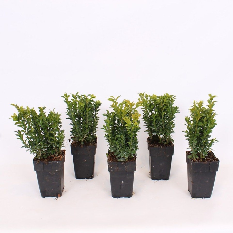 Homebase Shrub, Trees & Roses | Buxus 'Box' Bush - 10.5Cm