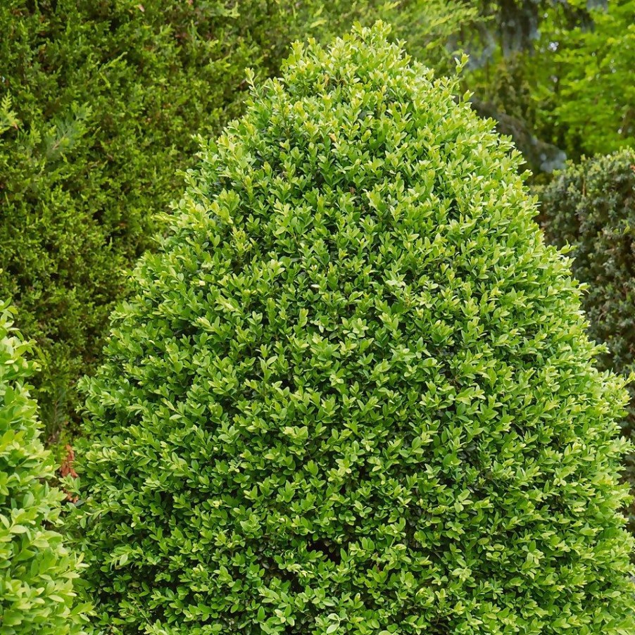 Homebase Shrub, Trees & Roses | Buxus 'Box' Bush - 10.5Cm