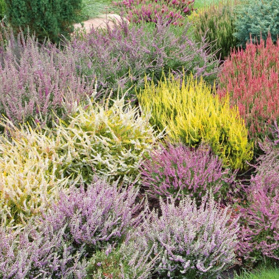 Homebase Shrub, Trees & Roses | Heather Calluna Spring Tips - 9Cm