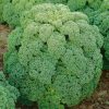 Homebase Grow Your Own | Vegetable Strip Curly Kale Reflex