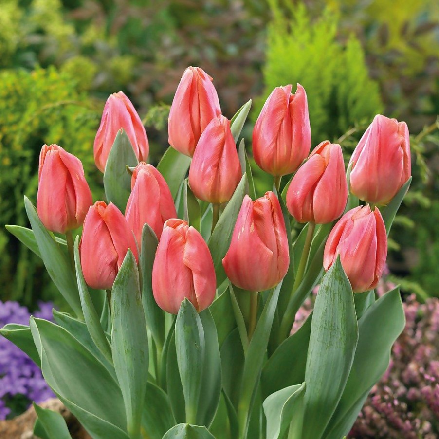 Homebase Perennial Plants | Tulip Mix 1L