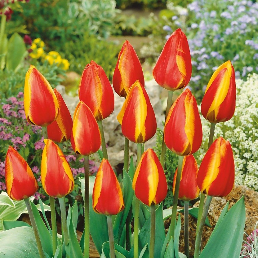 Homebase Perennial Plants | Tulip Mix 1L