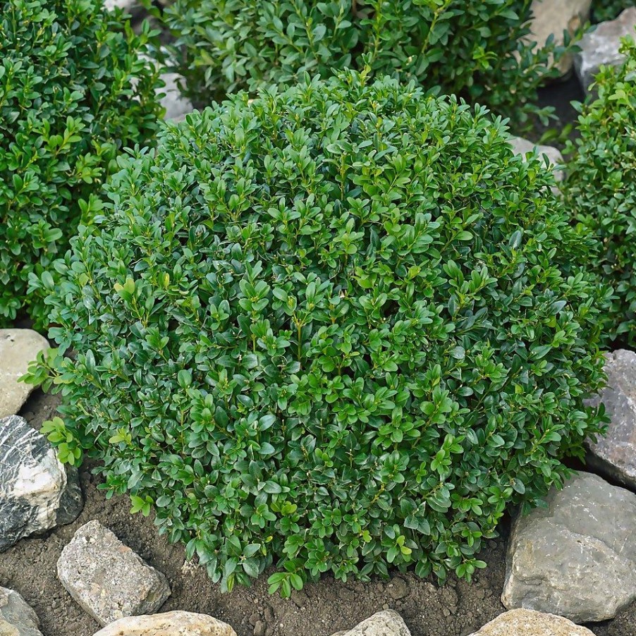 Homebase Specimen Plants | Buxus (Box) - 19Cm Ball Diameter 20-25Cm