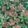 Homebase Shrub, Trees & Roses | Viburnum Tinus Mix - 10L