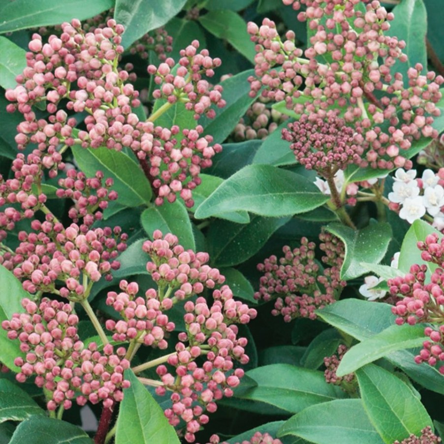 Homebase Shrub, Trees & Roses | Viburnum Tinus Mix - 10L